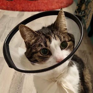 IMG-20230117-WA0001-1